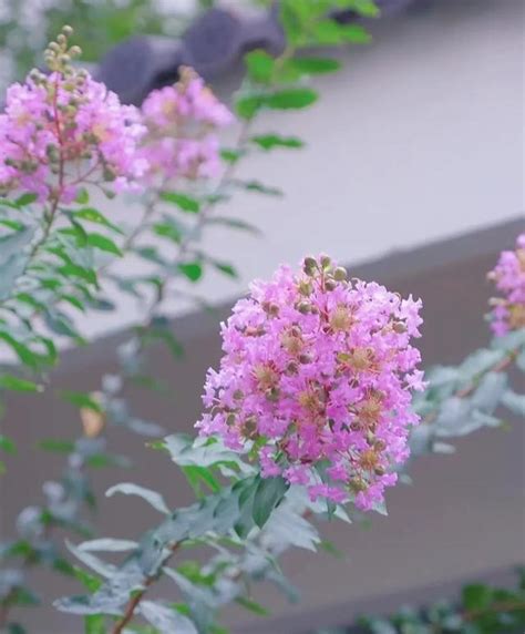 紫薇開花期|【紫薇開花期】紫薇：燦爛綻放的夏日時光，深入瞭解紫薇開花期。